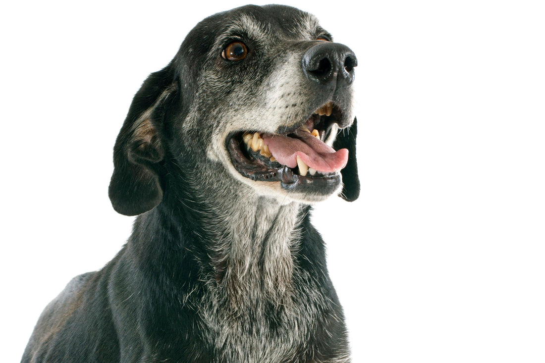Is Adopting a Senior Pet a Good Idea?