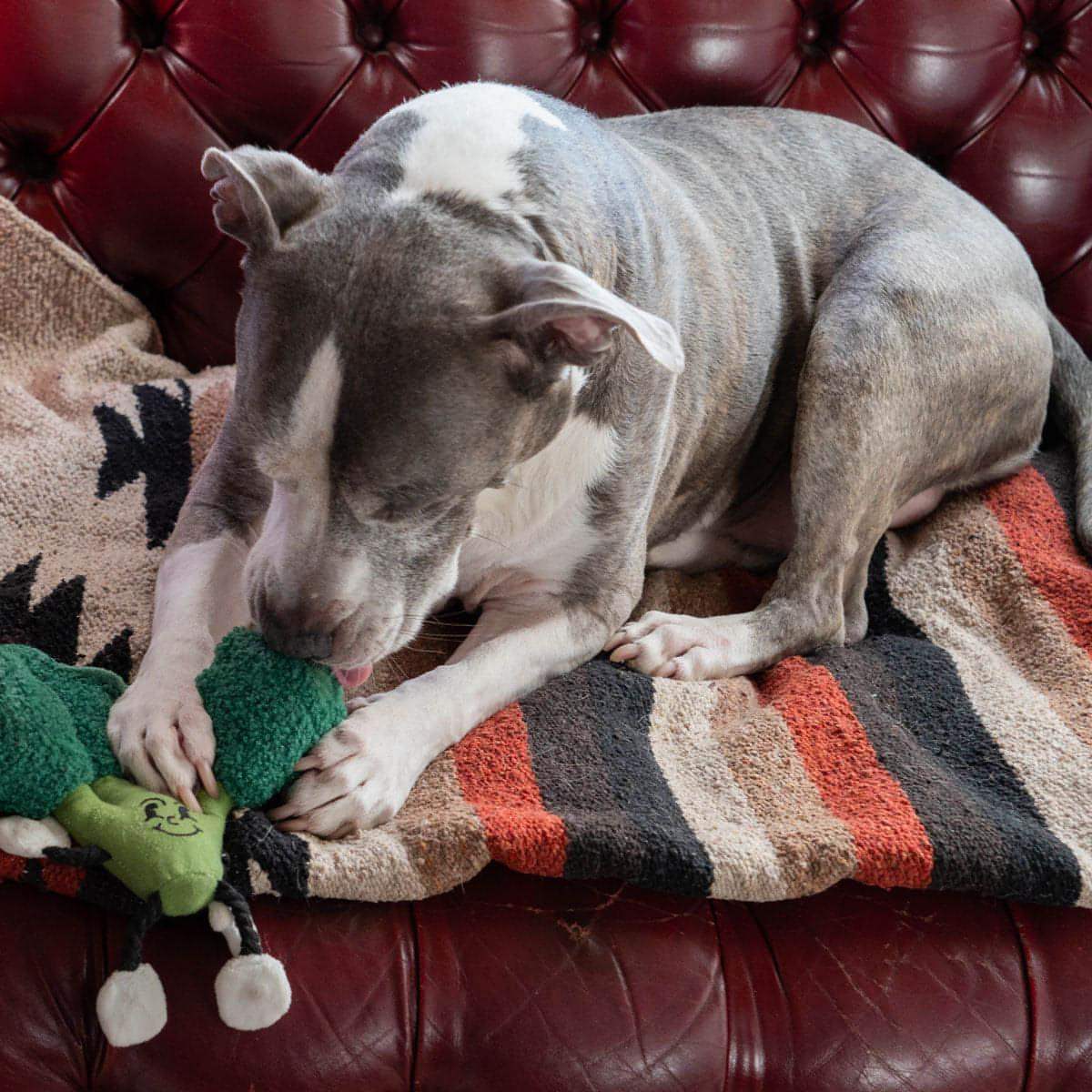 The "Eat Your Greens" Broccoli Plush Dog Toy
