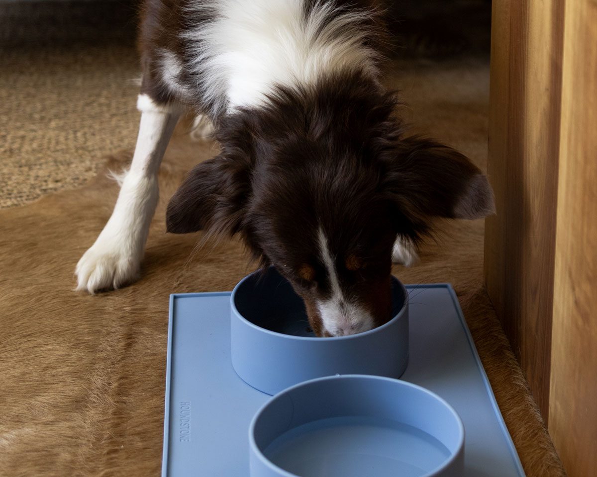 Dog eating from one of two sky blue Houndstone silicone bowls on a matching silicone feeding mat
