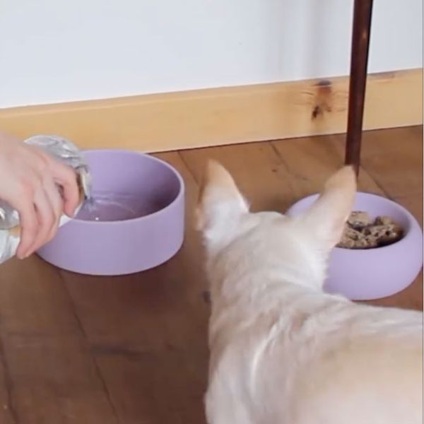 Water being poured into a lavender Houndstone silicone bowl beside a cream dog