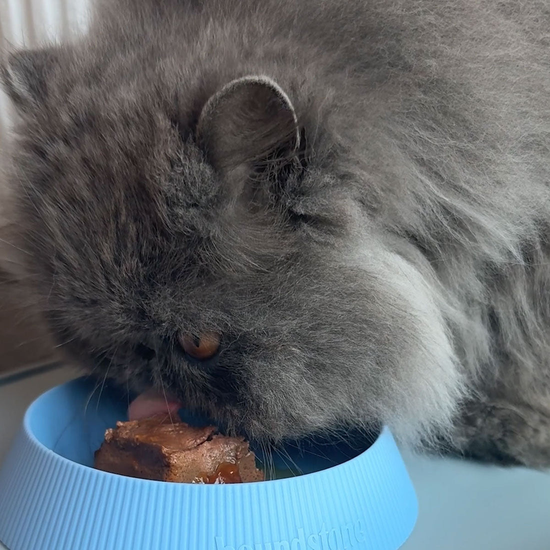 Houndstone cat food bowl in color blue