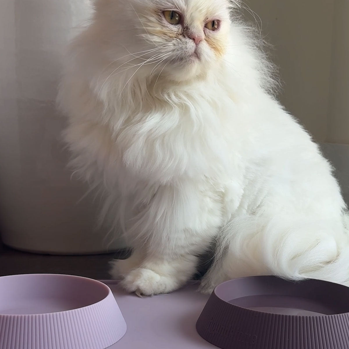 Houndstone cat food mats featuring white persian cat with purple silicone cat food bowls and cat food mat