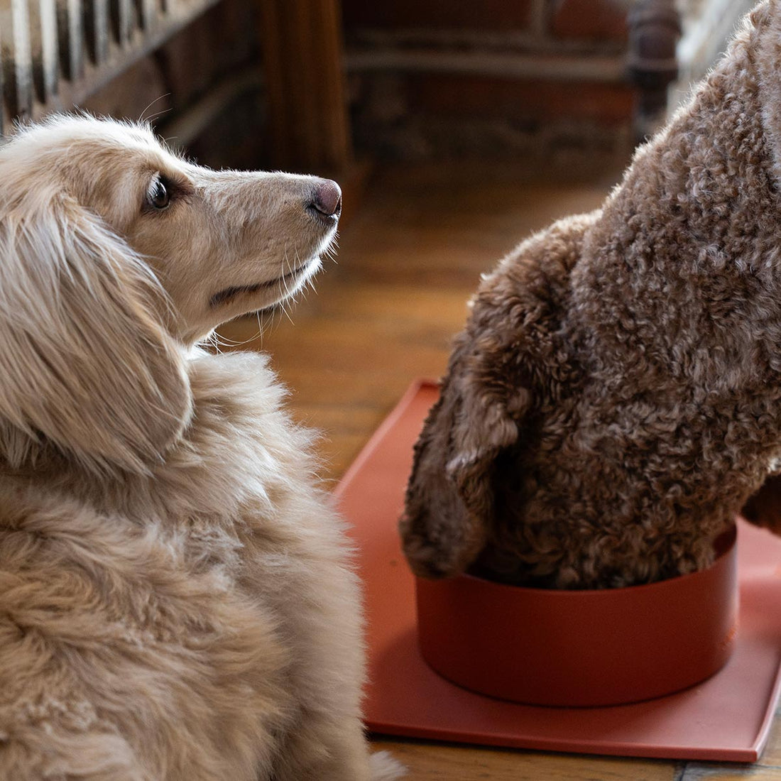 Houndstone's the Pony Dog Bowl, Dog drinking out of the dog bowl