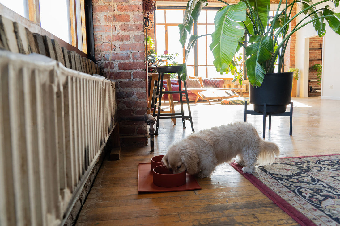 silicone dog bowl