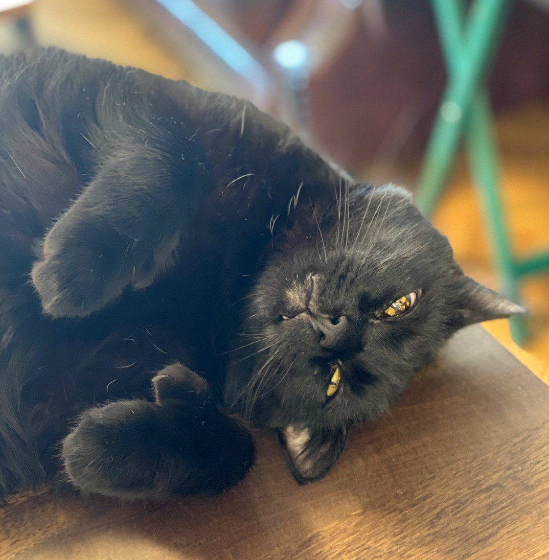 6.7 inspiration behind Houndstone's cat food bowl