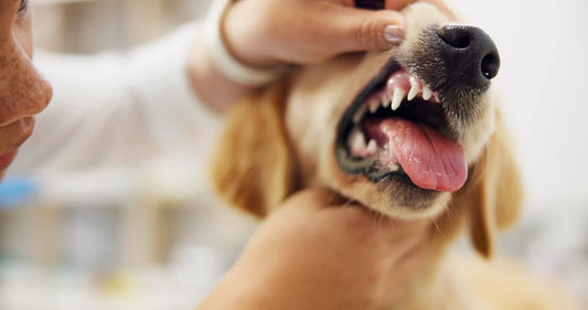 dog dental care