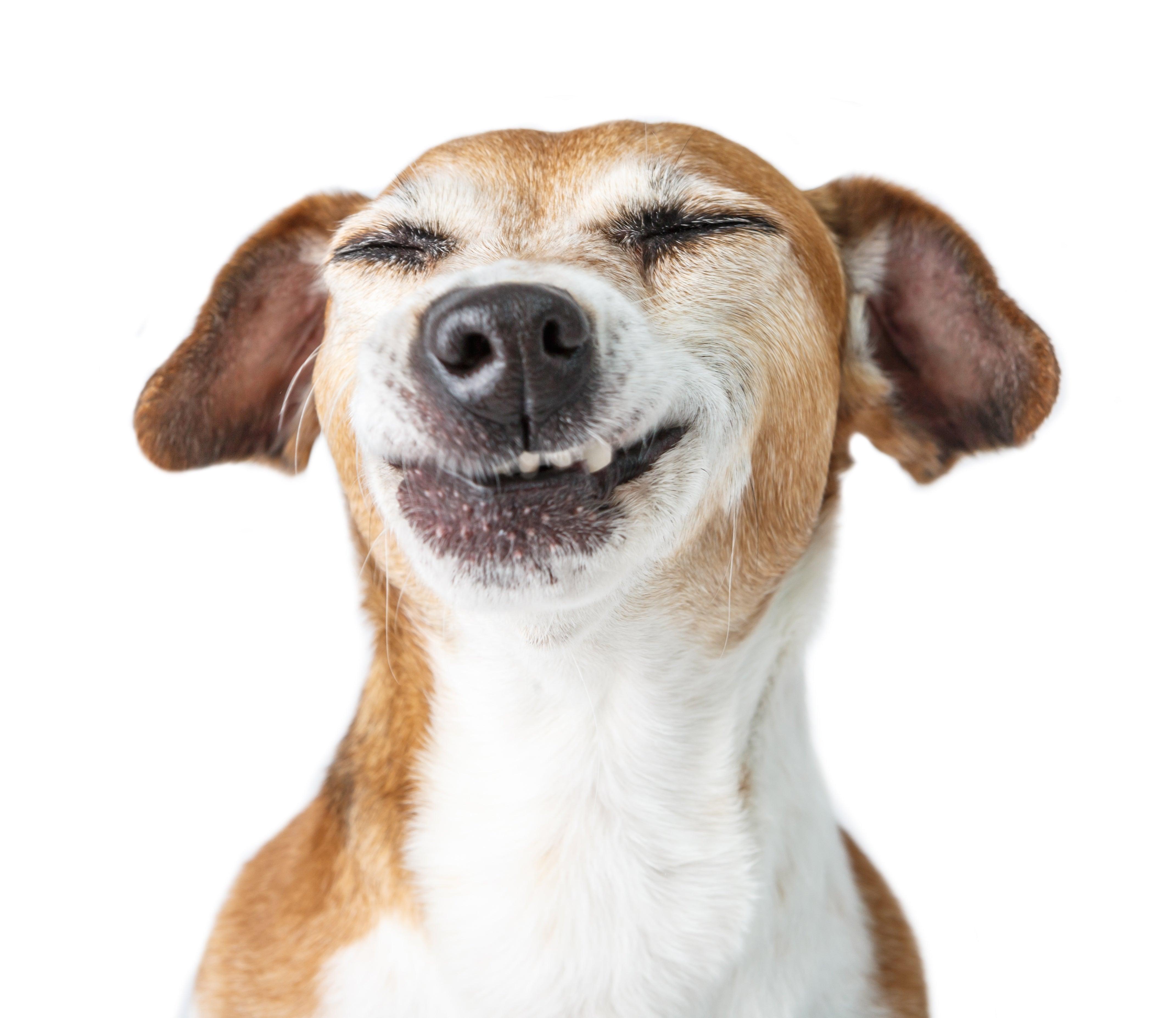 cruelty free pet products