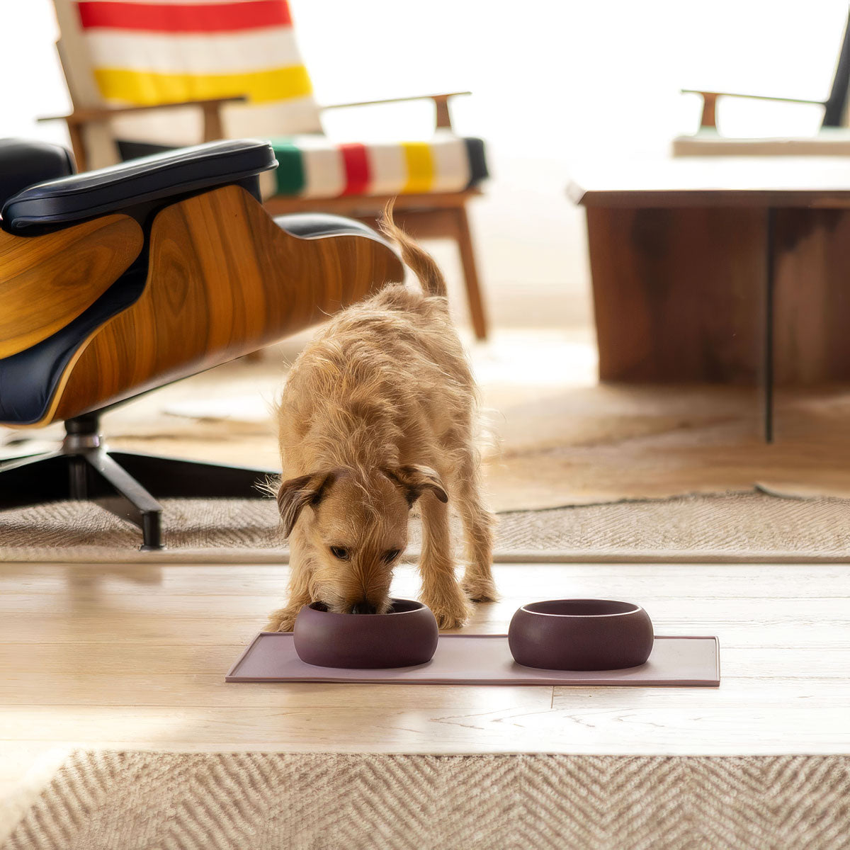 The Small But Mighty Dog Feeding & Play Set | Save 15%