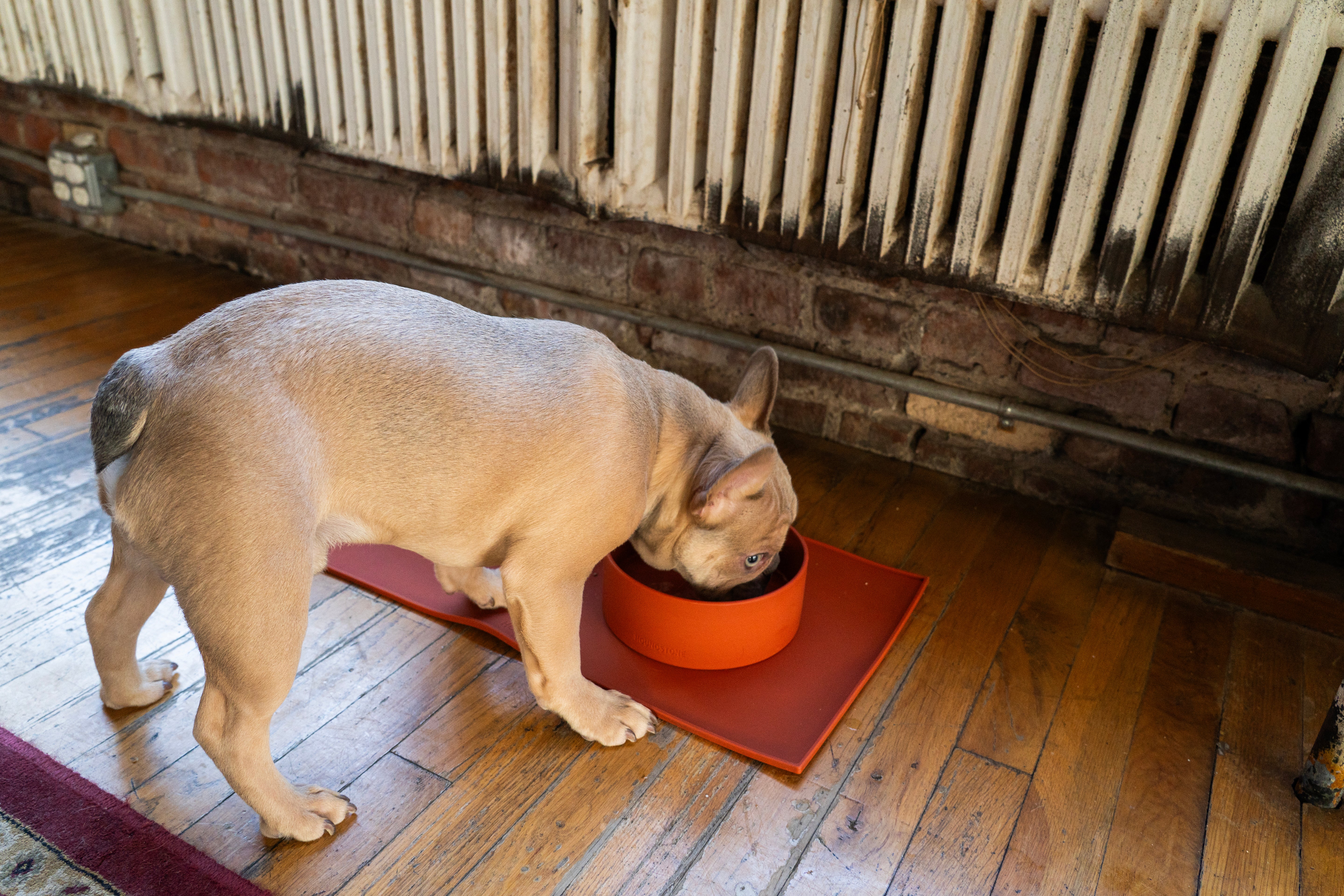 Houndstone BPA Free Silicone Dog Bowl, 4.5 Cups, Dishwasher Safe, Mauve