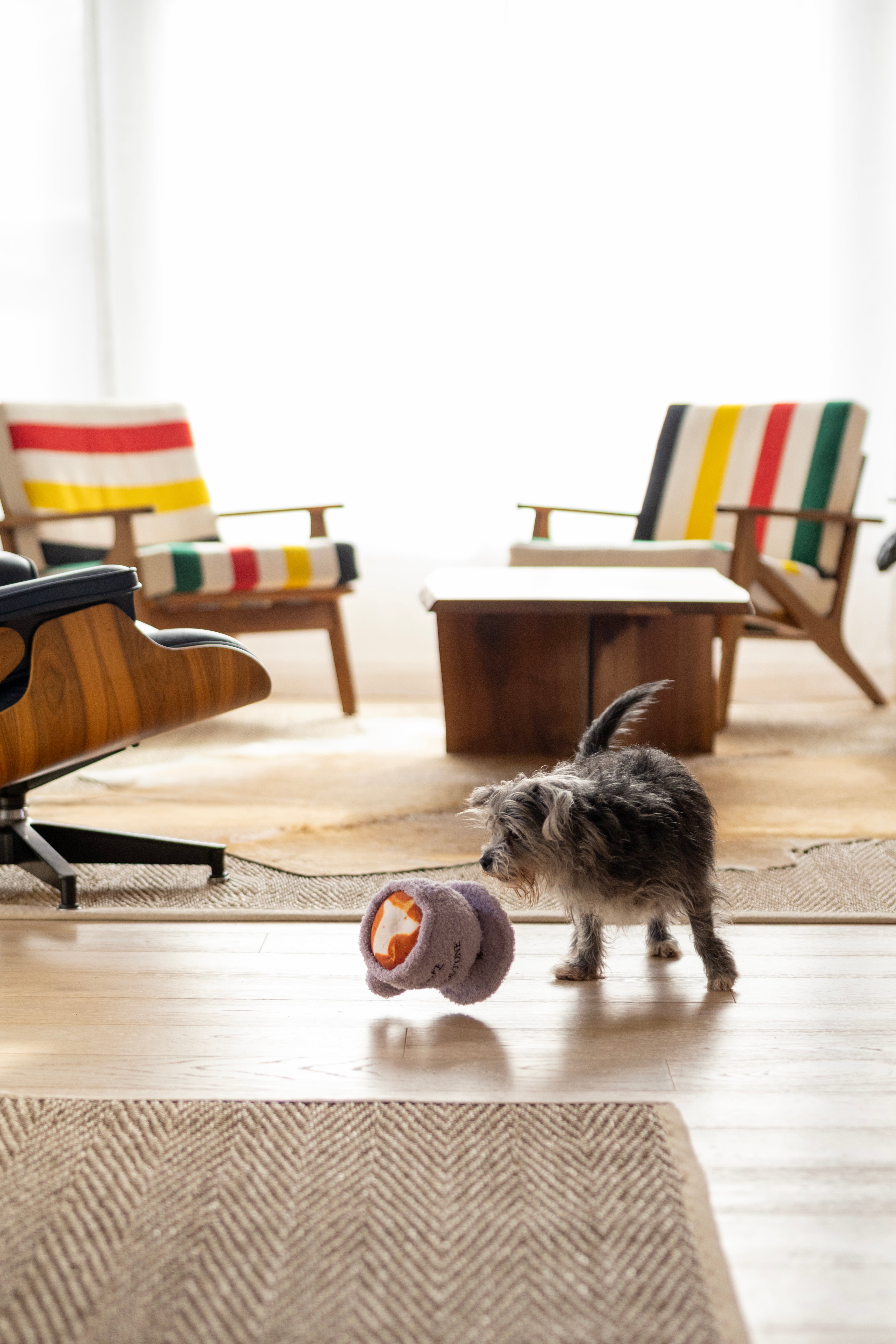 Cappuccino & Saucer Squeaky Dog Toy | Plush Set