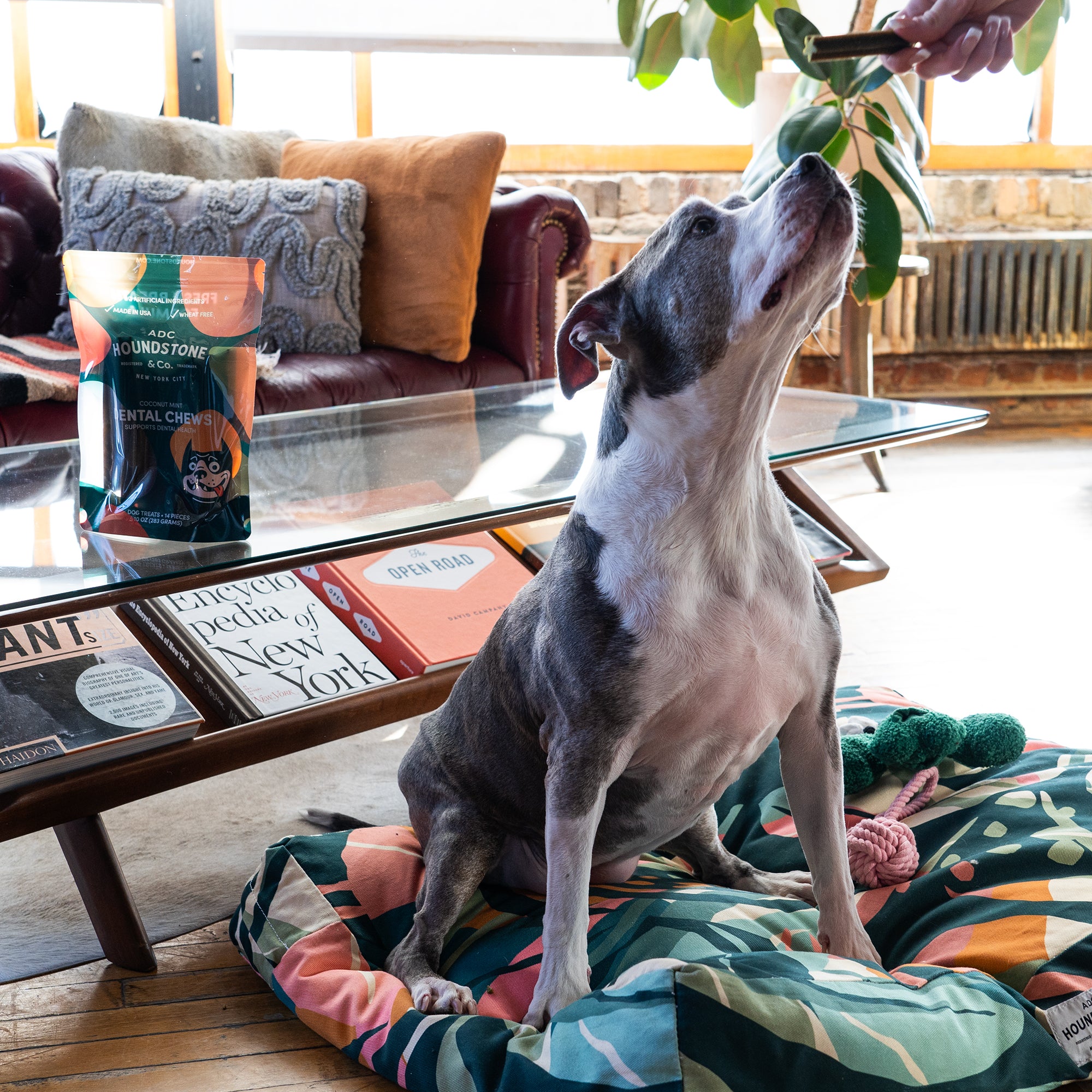 ブルゾン HOUND'S-TOOTH  CHECK Dog Dental Chews | Houndstone – ADC Houndstone & Co.
