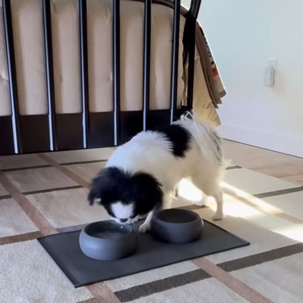 Black and white dog eating from charcoal Houndstone silicone bowls on a matching feeding mat