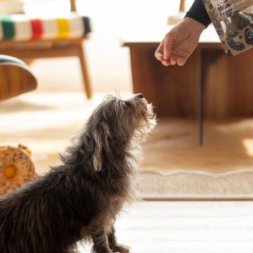 A small scruffy gray dog looks up attentively toward a human hand holding a bag of dehydrated dog treats in a warm, sunlit indoor room.