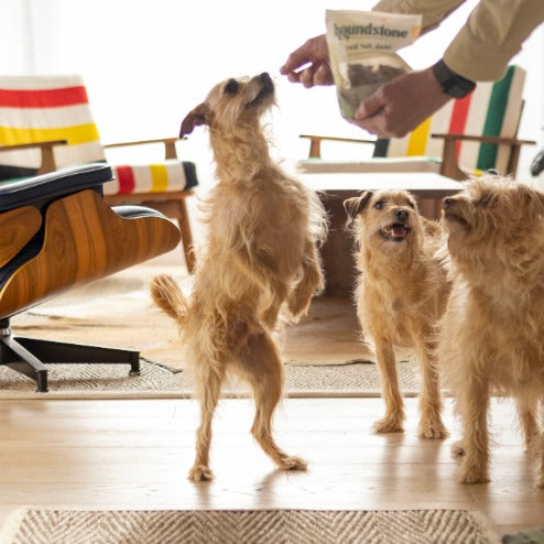 Three scruffy light-brown dogs in a bright living room, with one standing on its hind legs to reach a freeze dried treat bag being held by a person. A wooden lounge chair and striped cushions are visible in the background.