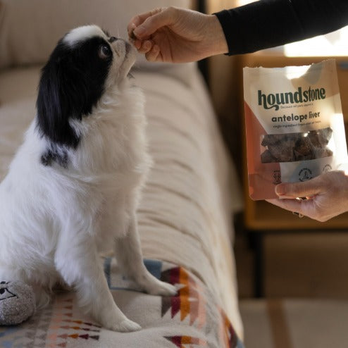 A small black and white dog sits on a patterned blanket while a person offers a dog treat from their hand and holds a bag of Houndstone Antelope Liver freeze dried dog treats in the other.