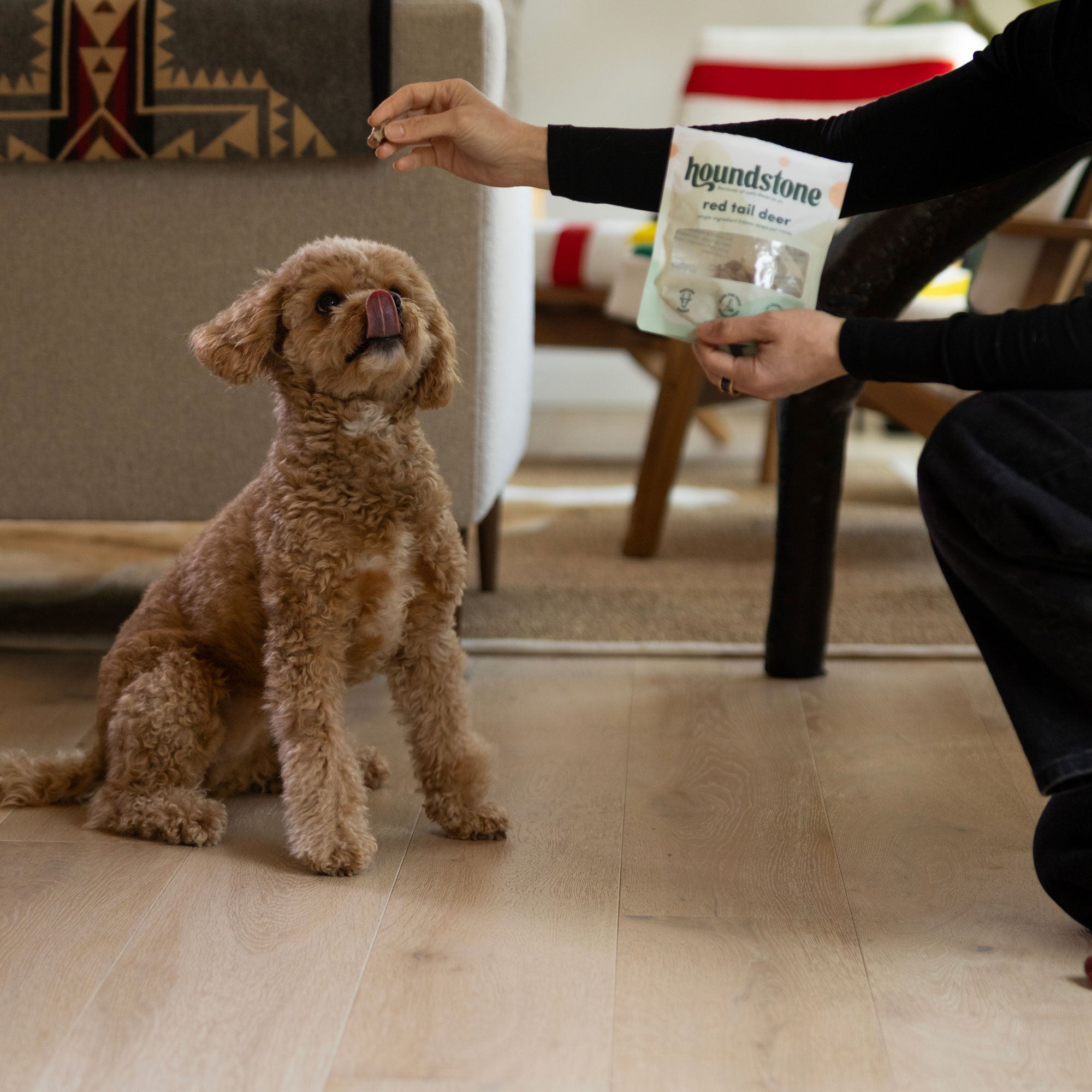 A small brown dog sits on a light wood floor in a living room, looking up at a person's hand holding freeze dried dog treats, while the person holds a package of Houndstone dog treats.